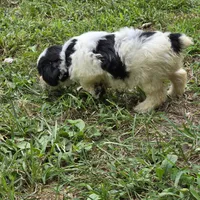 Autumn M1, a male Schnoodle for sale in Buffalo, MO – 6 of 6
