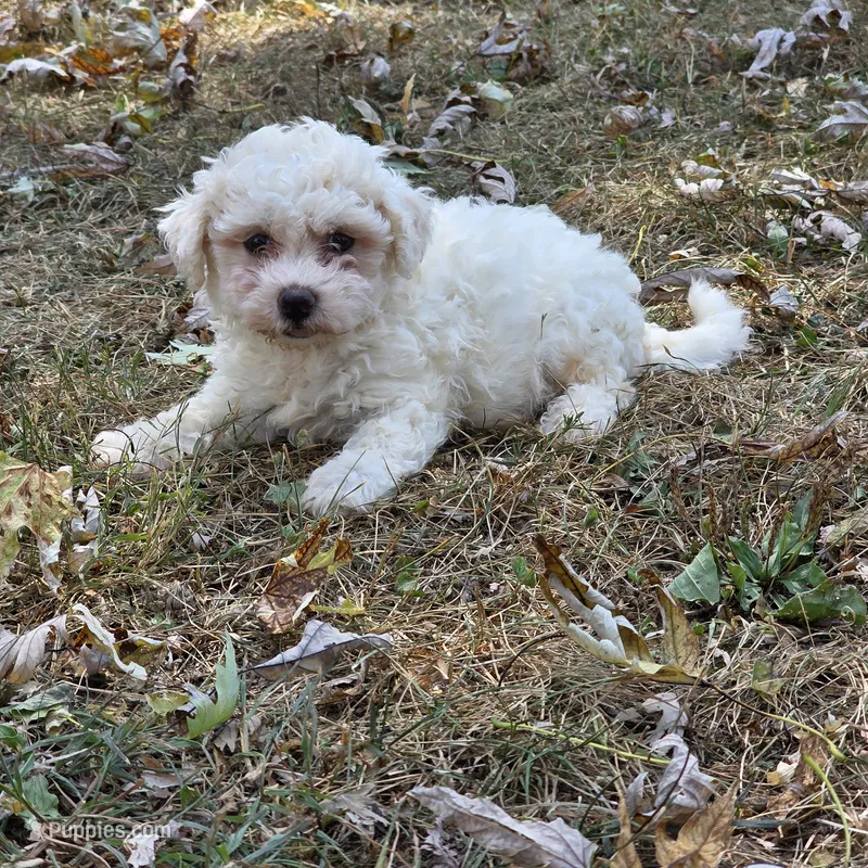 Autumn M – Bichon Frise puppy for sale in Buffalo, MO