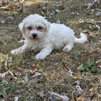Autumn M, a male Bichon Frise for sale in Buffalo, MO – 1 of 7