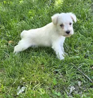 Windy M2, a male Miniature Schnauzer for sale in Buffalo, MO – 2 of 5