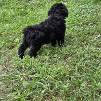 Autumn F1, a female Schnoodle for sale in Buffalo, MO – 4 of 6