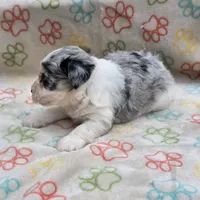 Izzy ice M4, a male Miniature Schnauzer for sale in Buffalo, MO – 4 of 10