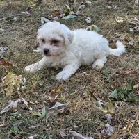 Autumn M, a male Bichon Frise for sale in Buffalo, MO – 5 of 7