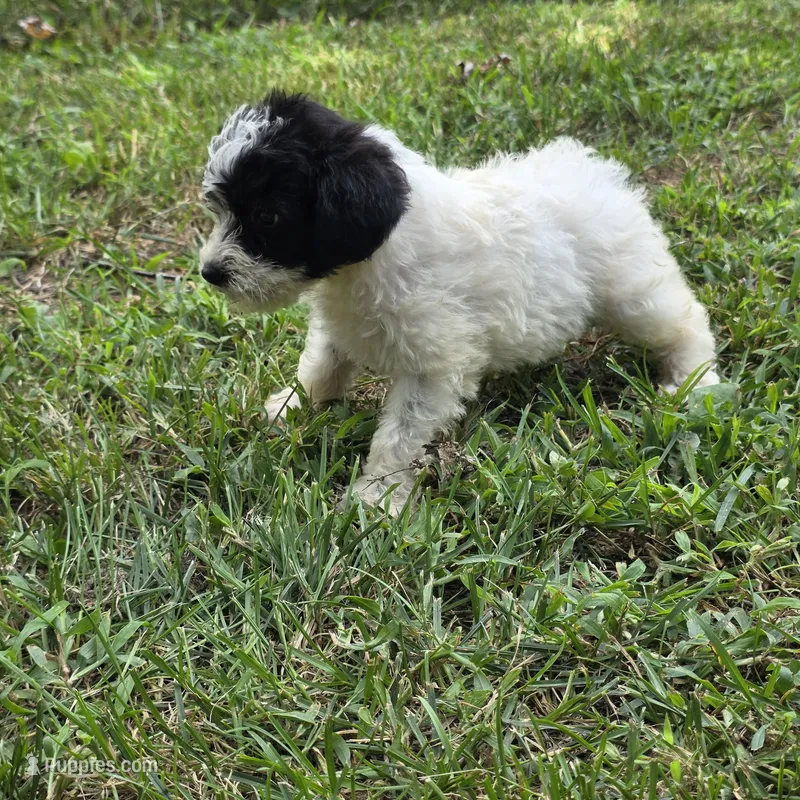 Autumn F4 – Schnoodle puppy for sale in Buffalo, MO