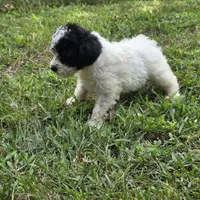 Autumn F4, a female Schnoodle for sale in Buffalo, MO – 1 of 6