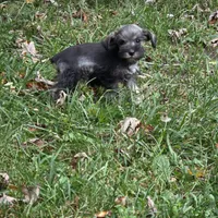 Buddy, a male Miniature Schnauzer for sale in Buffalo, MO – 7 of 7