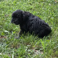 Black M, a male Miniature Schnauzer for sale in Buffalo, MO – 3 of 6