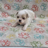 Gold/white boy, a male Shih Tzu for sale in Buffalo, MO – 5 of 6