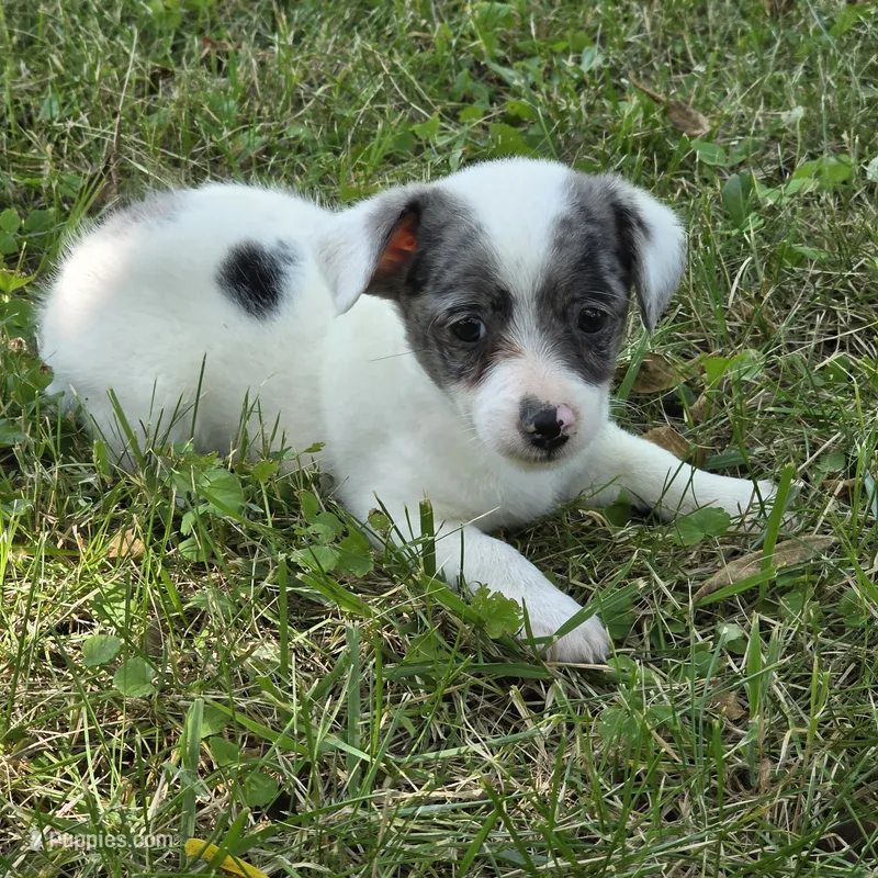 Harmony F1 – Chorkie puppy for sale in Buffalo, MO