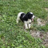 Autumn F2, a female Schnoodle for sale in Buffalo, MO – 7 of 8