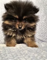 Ms. Perfect, a female Pomeranian for sale in Buffalo, MO – 4 of 4