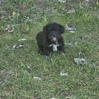 Blk/tan F, a female Miniature Schnauzer for sale in Buffalo, MO – 4 of 4