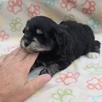 Blk/tan male, a male Miniature Schnauzer for sale in Buffalo, MO – 1 of 5