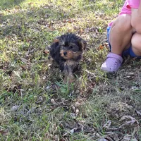 Sweetie F, a female Yorkshire Terrier for sale in Buffalo, MO – 4 of 7