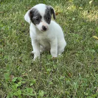 Harmony F1, a female Chorkie for sale in Buffalo, MO – 7 of 7