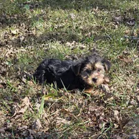 Sweetie M, a male Yorkshire Terrier for sale in Buffalo, MO – 6 of 7