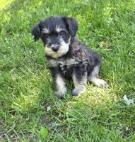Windy M1, a male Miniature Schnauzer for sale in Buffalo, MO – 5 of 5