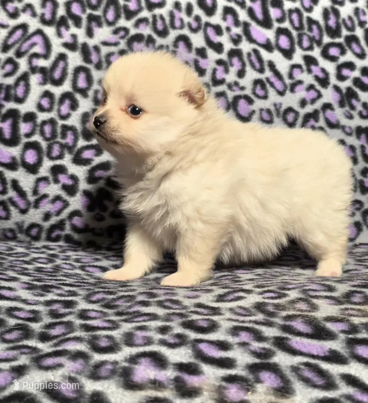 Winter F2 – Pomeranian puppy for sale in Buffalo, MO
