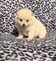 Winter F2, a female Pomeranian for sale in Buffalo, MO – Photo 3 of 8
