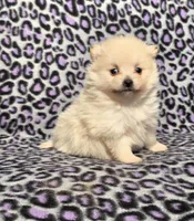Winter F2, a female Pomeranian for sale in Buffalo, MO – Photo 8 of 8
