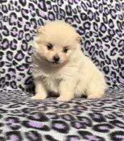 Winter F2, a female Pomeranian for sale in Buffalo, MO – Photo 4 of 8