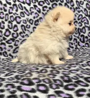 Winter F2, a female Pomeranian for sale in Buffalo, MO – Photo 5 of 8