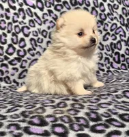 Winter F2, a female Pomeranian for sale in Buffalo, MO – Photo 7 of 8