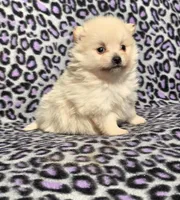 Winter F2, a female Pomeranian for sale in Buffalo, MO – Photo 6 of 8