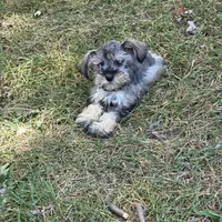 Mazie M, a male Miniature Schnauzer for sale in Buffalo, MO – 6 of 8