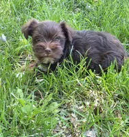 Windy F2, a female Miniature Schnauzer for sale in Buffalo, MO – 5 of 5