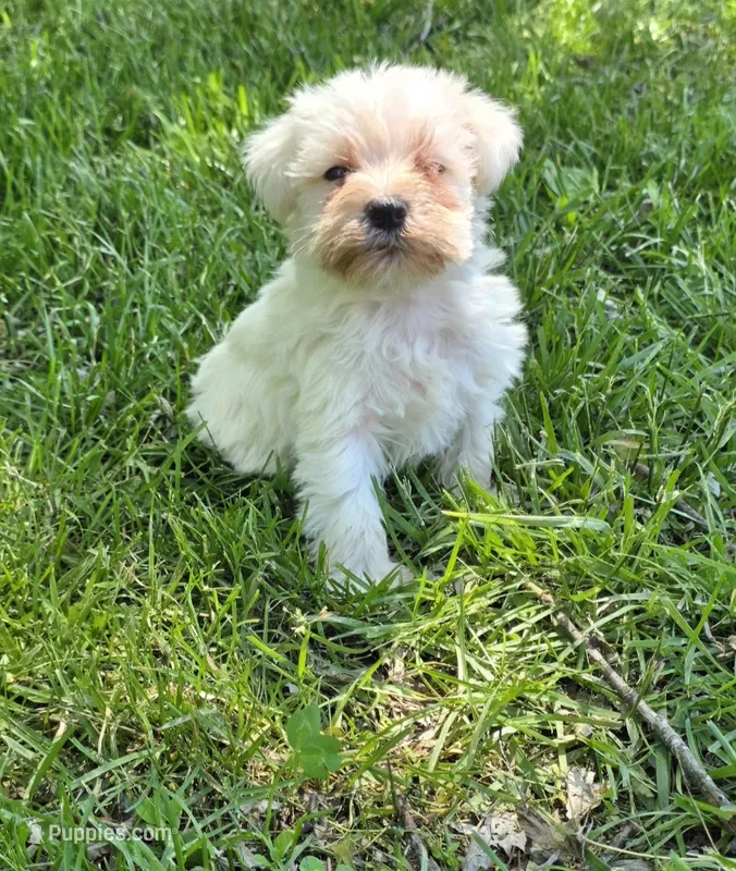 Windy F1 – Miniature Schnauzer puppy for sale in Buffalo, MO