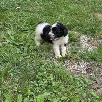 Autumn F2, a female Schnoodle for sale in Buffalo, MO – 6 of 8