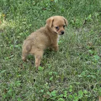 Harmony M1, a male Chorkie for sale in Buffalo, MO – 3 of 9
