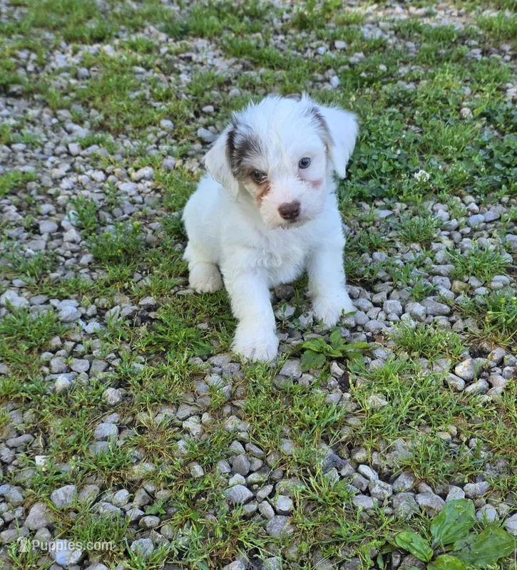 Yorkipoo M3 – Yorkipoo puppy for sale in Buffalo, MO
