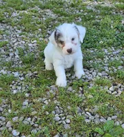 Yorkipoo M3, a male Yorkipoo for sale in Buffalo, MO – 1 of 8