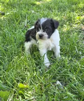 Windy F4, a female Miniature Schnauzer for sale in Buffalo, MO – 2 of 4