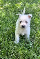 Little gal, a female West Highland White Terrier for sale in Buffalo, MO – 3 of 4