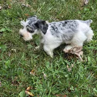 Merle M, a male Miniature Schnauzer for sale in Buffalo, MO – 7 of 9