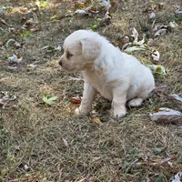 Morkipoo M1, a male Morkie for sale in Buffalo, MO – 4 of 5