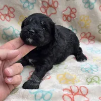 Black F, a female Miniature Schnauzer for sale in Buffalo, MO – 6 of 7