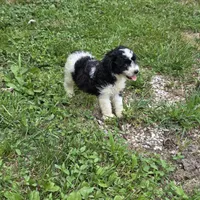 Autumn F2, a female Schnoodle for sale in Buffalo, MO – 4 of 8