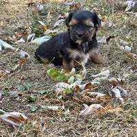 Penelope M, a male Yorkshire Terrier for sale in Buffalo, MO – 3 of 4