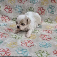 Gold/white boy, a male Shih Tzu for sale in Buffalo, MO – 4 of 6