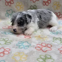 Izzy Ice M2, a male Miniature Schnauzer for sale in Buffalo, MO – 8 of 10