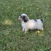Million M1, a male Yorkipoo for sale in Buffalo, MO – 2 of 8