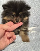 Ms. Perfect, a female Pomeranian for sale in Buffalo, MO – 2 of 4