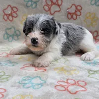 Izzy Ice M2, a male Miniature Schnauzer for sale in Buffalo, MO – 4 of 10
