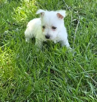 Little gal, a female West Highland White Terrier for sale in Buffalo, MO – 2 of 4