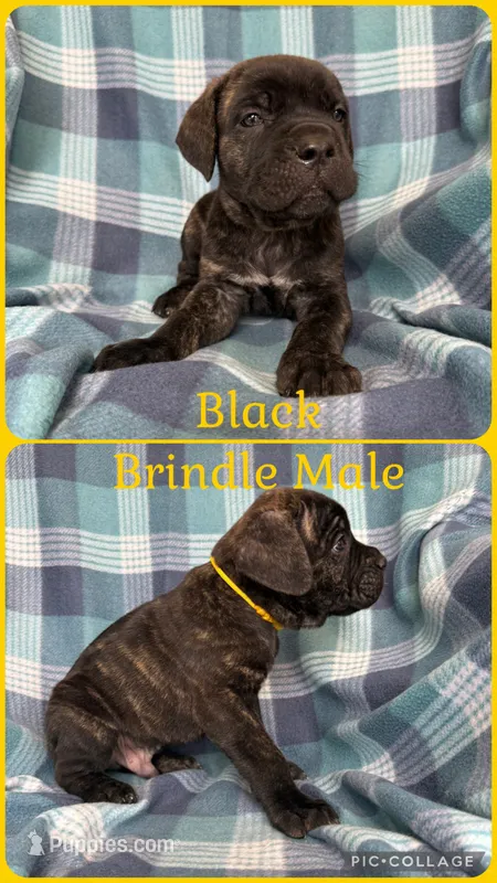 Yellow – Cane Corso puppy for sale in De Soto, MO