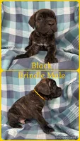Yellow, a male Cane Corso for sale in De Soto, MO – 1 of 8